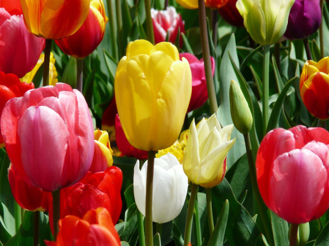 Photo illustrant l'affaire réf. 71DQ14733, Magasin de fleurs