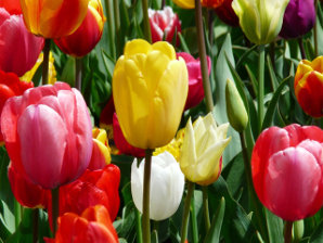 Photo illustrant l'affaire réf. 71DQ14733, Magasin de fleurs