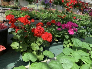 Photo illustrant l'affaire réf. 68JC34123, Magasin de fleurs et plantes
